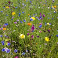 Inspiration_Natur_Blumenwiese